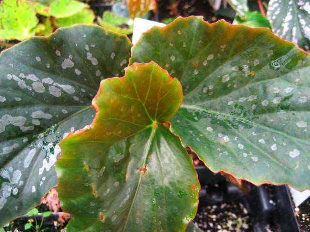 B. ‘Country Patchwork’